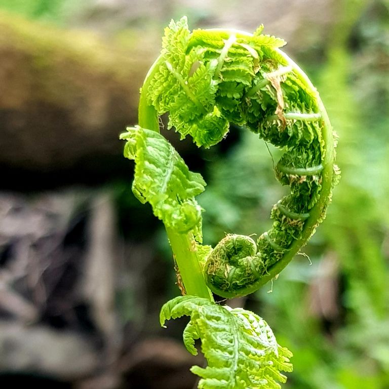 Eine junge Farnspirale entrollt sich in frischem Grün. Die filigranen Blattstrukturen symbolisieren Wachstum und Neubeginn in der Natur.