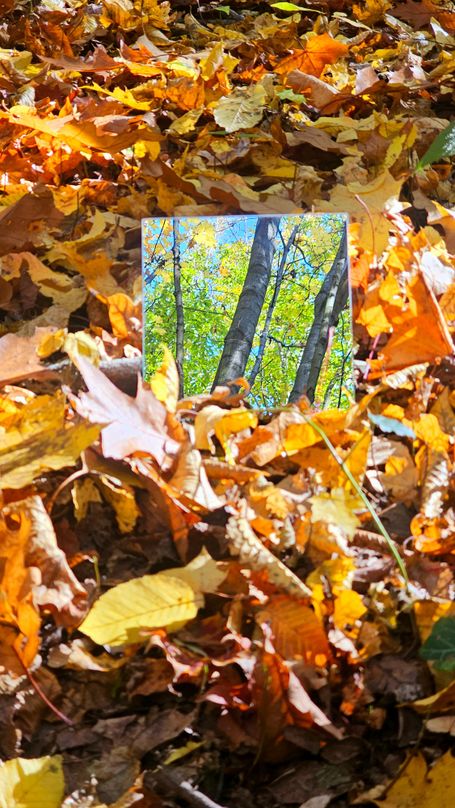 Bunte Herbstblätter am Waldboden. Dazwischen liegt ein Spiegel indem sich die noch grüne Krone der Bäume spiegelt.