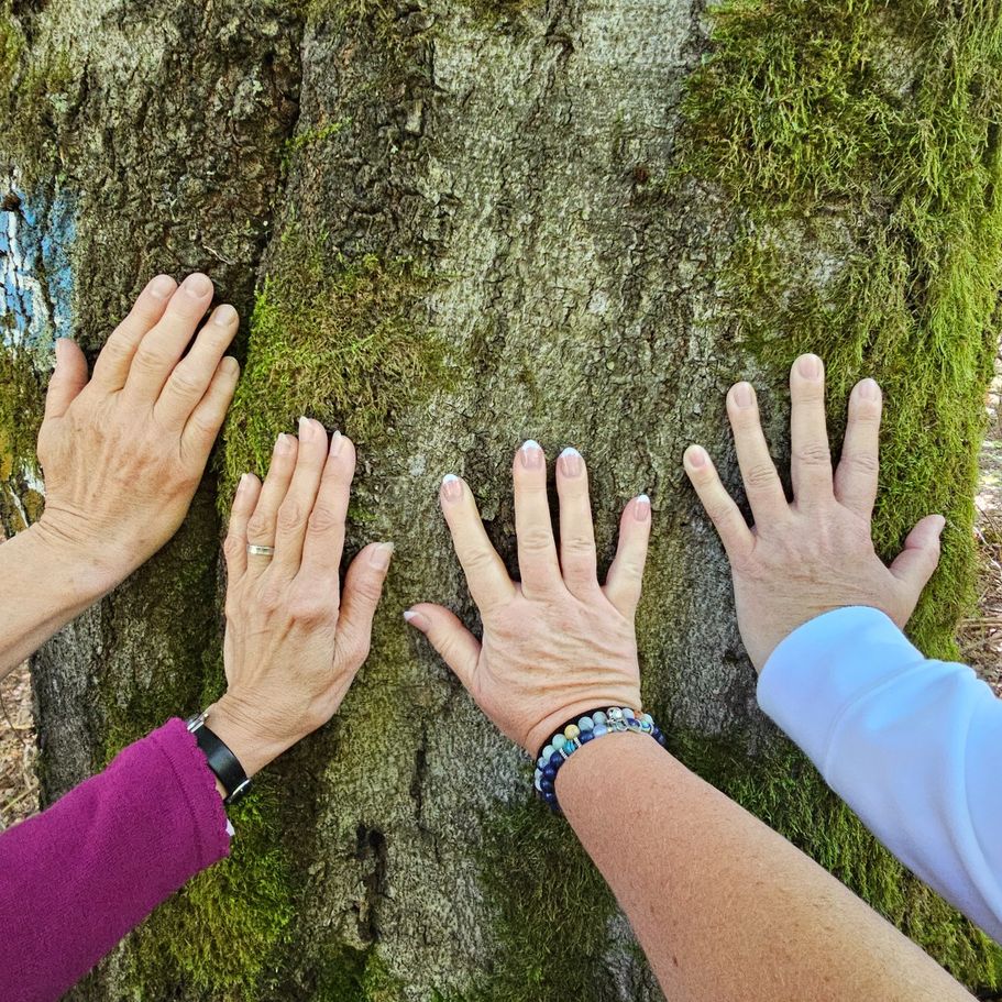 Hände an einer Baumrinde beim Waldbaden in kleiner Gruppe