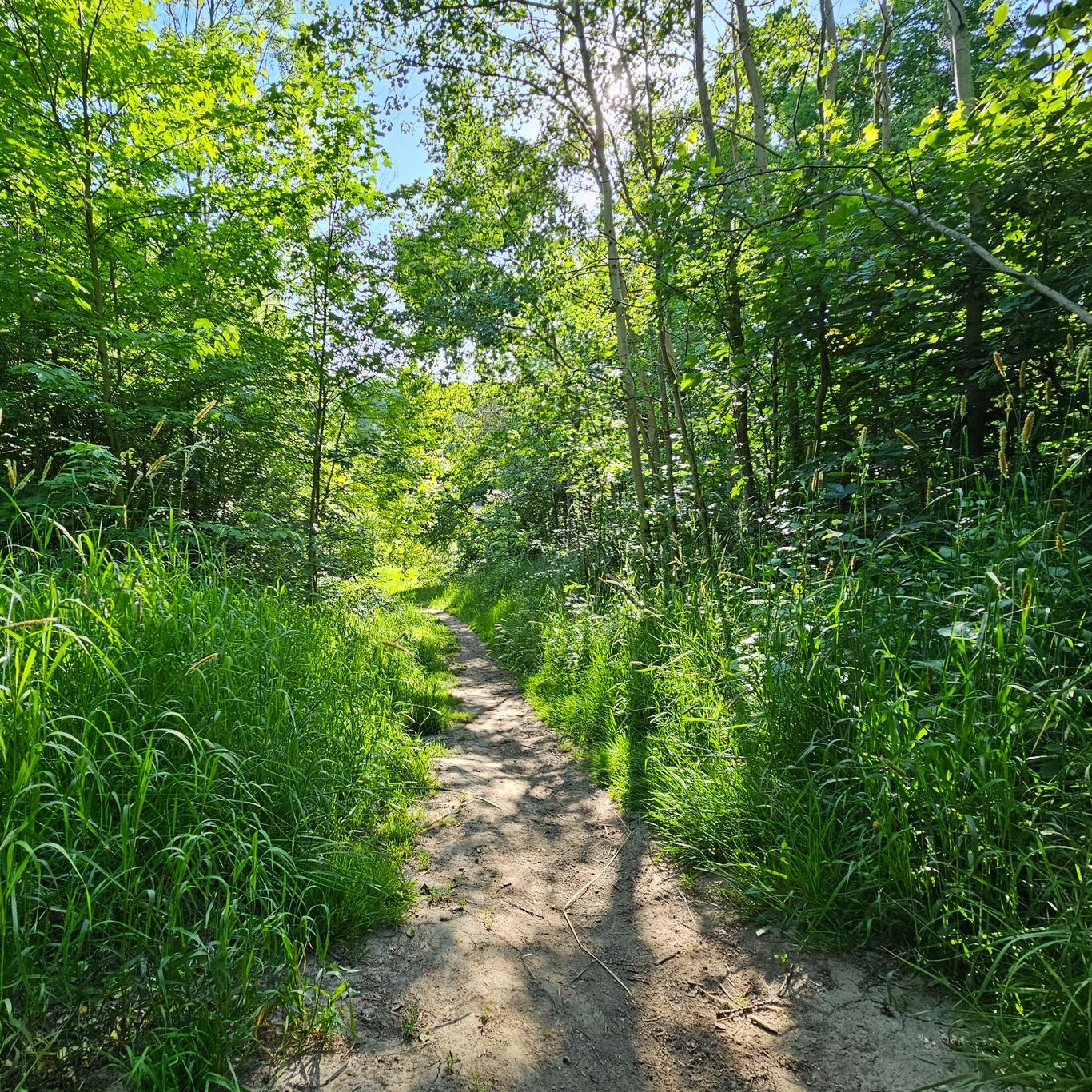 Ein sonniger Waldpfad, der für den Weg des Vertrauens und der persönlichen Entwicklung steht.