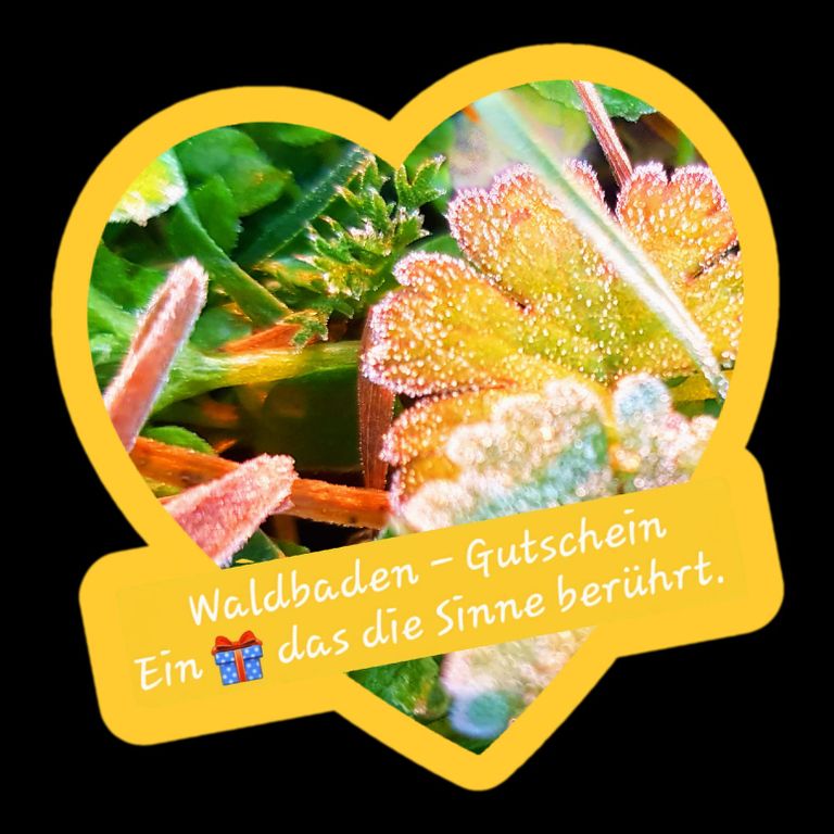 Ein Gutschein für Waldbaden in herzförmiger Umrahmung. Das Bild zeigt eine mit Tautropfen bedeckte Pflanze.