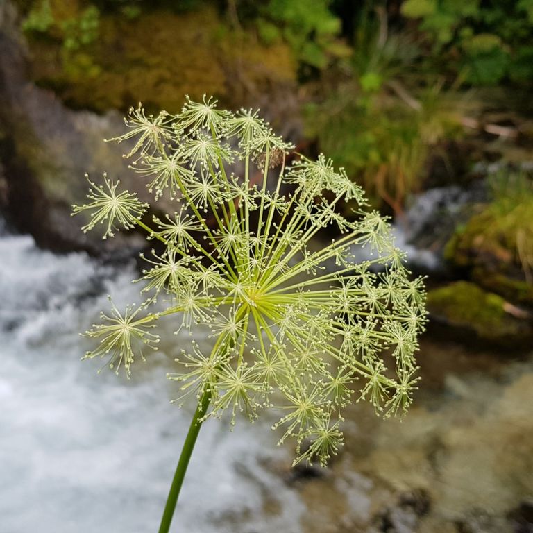 Eine filigrane Pflanze mit feinen, sternförmigen Blüten vor einem sanft fließenden Bach. 