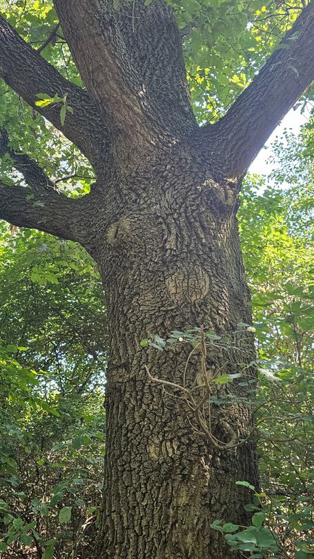 Alte Eiche mit knorriger Rinde, die wie ein Gesicht aussieht, im grünen Wald.