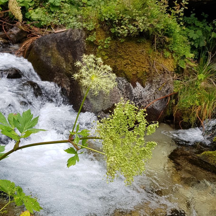 Bach im Zschoner Grund, Naturerfahrung beim Waldbaden